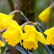 daffodils-4051630_1280